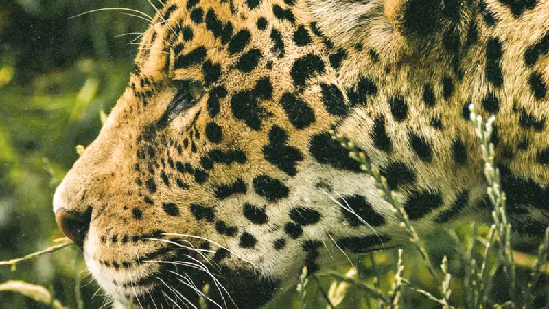jaguar_vivaplanet-01